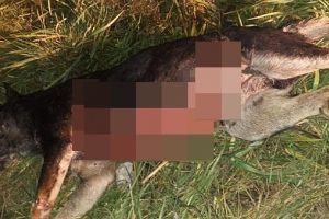 FOTO. Cruzime extremă. Câine “despicat” de viu în Satu Mare