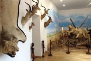 Circa 50 de trofee donate Muzeului Cinegetic din Sfântu Gheorghe