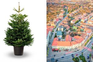 Campanie ECOLOGICĂ inedită a unei primării din Alba de promovare a brazilor la ghiveci: Bradul plantat în spaţiul public, etichetat cu numele persoanei care l-a plantat