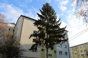 Viceprimar Cristian Niculae: Toată comisia de tăiere a copacilor s-a pronunţat pentru tăierea molidului