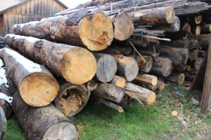 Firmele, dezinteresate de lemnul scos la vânzare de Direcţia Silvică Bistriţa