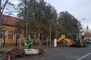 Direcţia Tehnică face cum vrea ea! În dispreţ faţă de propriul regulament, Primăria Oradea taie copaci pe domeniul public, dar nu plantează alţii în locul lor (FOTO / VIDEO)