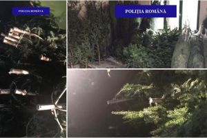FOTO| Bărbat din Alba, depistat de poliţiştii din Bihor cu aproape 100 de brazi fără documente legale. Copacii in valoare de 2.830 lei au fost confiscaţi