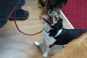 Salvat de pe un câmp de la marginea Târgoviştei, Caju a ajuns câine de terapie