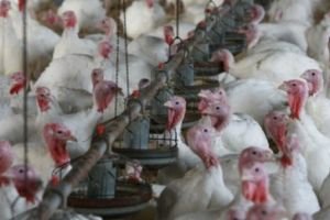 Proiect de MILIOANE la Topoloveni! La ce s-a gândit un om de AFACERI