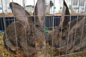 Iepuri, găini şi porumbei, în expoziţie la Bistriţa