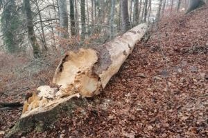 Jandarmii au stopat tăierea unor arbori la Borsec