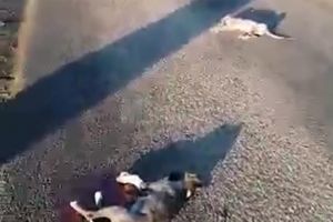 Imagini şocante, cu câini împuşcaţi, aliniaţi pe şosea