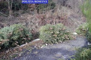 81 de pomi de Crăciun, tăiaţi ilegal şi abandonaţi pe raza comunei Ciuruleasa, predaţi unui ocol silvic. Poliţiştii fac verificări pentru identificarea persoanelor vinovate