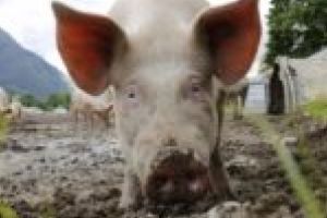 Purcei ucişi şi îngropaţi în judeţul Caraş-Severin. Noi cazuri de pestă porcină aduse din judeţul Timiş!