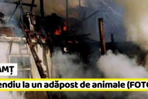NEAMȚ: Incendiu la un adăpost de animale (FOTO)