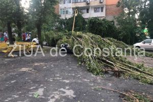 Procese deschise in urma furtunii din august, la Constanta. Ce despagubiri cer oamenii pentru masinile distruse de copaci