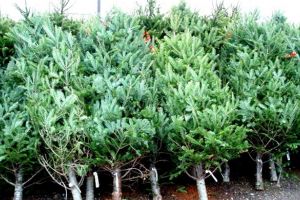 Brazii de Crăciun, la control! O firmă, amendată cu 12.000 de lei