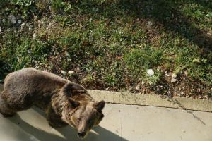 Urs prezent, acum, într-o localitate din judeţul Braşov