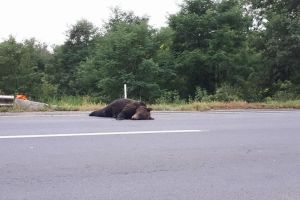 Urs accidentat de o maşină la Băile Tuşnad