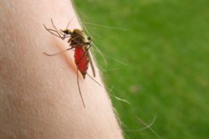 Alerta ! Virusul West Nile loveste in Braila / Tantarii i-au adus sfarsitul unei batrane