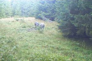 VIDEO| Lupta pentru dominaţie între doi cerbi din Apuseni, surprinsă de o cameră de filmat în habitatul lor natural