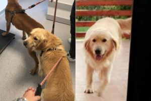 FOTO A dispărut Happy din Cisnădioara – Stăpânul oferă recompensă