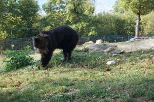 Atenţie! Urs într-o localitate din Braşov