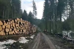 Cum se fură lemnele în Bihor: Pe lângă copacii doborâţi de vânt, s-au tăiat şi alţii, complet ilegal (VIDEO)