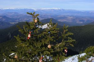 Bistricioru-i fericit, are bradul împodobit (FOTO)