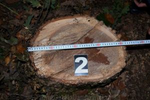 Zeci de percheziţii la Vârfuri, Valea Lungă şi Vişineşti, după ce o pădure a dispărut sub fierăstraie