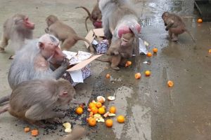 Crăciunul animăluţelor, la Zoo Bucov. Necuvantatoarele au primit cadouri din partea copiilor