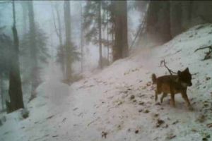 VIDEO| Imagini spectaculoase cu un lup şchiop hrănindu-se din cadavrul unei căprioare surprinse în Parcul Natural Apuseni