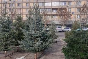 Baia Mare: Brazi superbi, pentru toate buzunarele (FOTO)