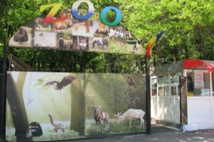 Zoo Braila, inchisa timp de o luna / Pesta porcina a facut ravagii
