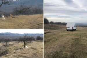 SFÂȘIETOR. Nişte persoane fără suflet au abandonat 4 câini pe dealul Feleacu din Cluj. Animalele au fost scoate dintr-o dubiţă cu numere de Alba