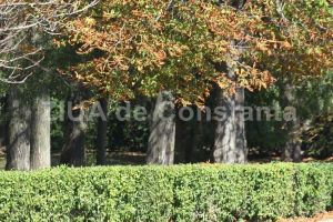 Contract de milioane de lei pentru taieri si toaletari de copaci in Constanta