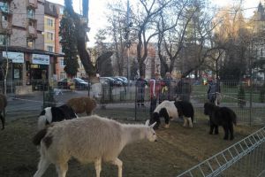 Colţ zoologic amenajat pentru turiştii de la Gura Humorului