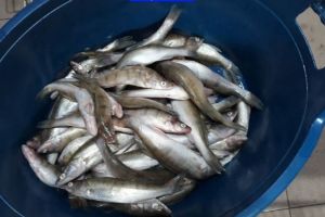 Zeci de kilograme de peşte, confiscate, la Braşov