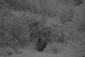 Avertizare prin Ro Alert că un urs a intrat într-o gospodărie din satul Tureac