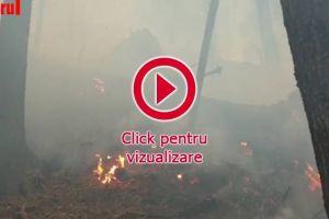 Mobilizare masivă de oameni pentru stingerea unui incendiu izbucnit la o litieră de pădure