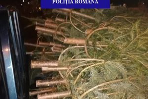 Vine Crăciunul: Doi bărbaţi din Arieşeni, prinşi în Salonta cu 48 de brazi fără documente (FOTO)
