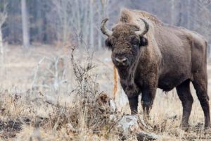 PREMIERĂ. Simbolul României REVINE după aproape 200 de ani. Zona Munţiilor Făgăraş va fi repopulată cu zimbri