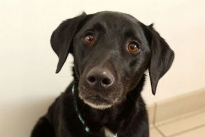 Câine salvat de medici după ce a înghiţit mai multe decoraţiuni de Crăciun