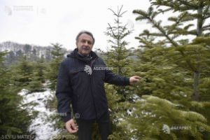 Mihăilescu (Romsilva): În România sunt tăieri neautorizate de pădure şi cine neagă acest lucru nu cunoaşte realitatea românească