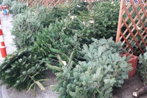 Peste 500 de Pomi de Crăciun confiscaţi şi sancţiuni de 40.000 de lei aplicate în zona bazinului Odorheiu Secuiesc