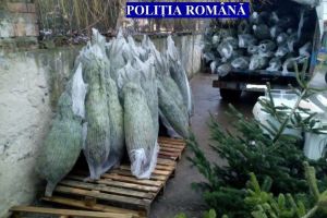 Amenzi şi brazi confiscaţi la Miercurea Ciuc şi Mădăraş