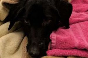 Marea Britanie – Un labrador a fost salvat de medici dupa ce a inghitit 34 de decoratiuni de Craciun