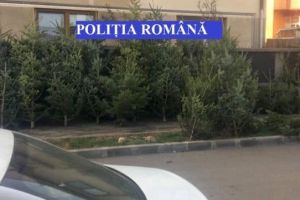 IPJ Alba: 80 de brazi confiscaţi în ultimele trei zile. Poliţiştii continuă acţiunile pentru verificarea operaţiunilor cu brazi de Crăciun