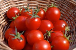 Peste 50 de botoşăneni au primit, luni, subvenţia pentru tomate