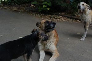 Comunicat de presă: Consilierii locali Lazăr Ioan Bogdan şi Trifu Mircea Marian preocupaţi de soarta câinilor fără stăpân