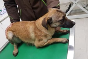 Servicii medicale în regim de urgenţă la Bistriţa pentru animalele de companie