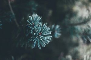 NewsAr.ro vă urează SĂRBĂTORI FERICITE