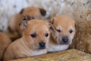 Voluntari din Germania, la Adapostul pentru Animale Fara Stapan din Constanta (galerie foto)