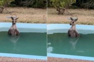 Australia – Un cangur epuizat, observat racorindu-se intr-o piscina dintr-o zona amenintata de incendii